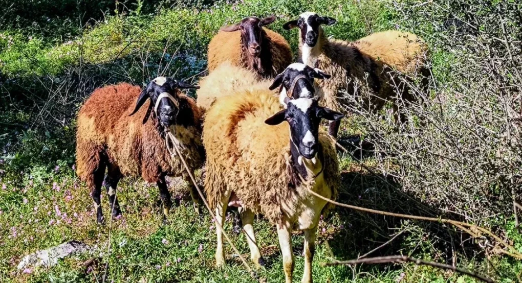 Λέσβος: 43 κρούσματα αφθώδους πυρετού σε 54 εκτροφές