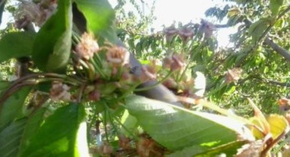 Εν αναμονή εξουσιοδότησης από το ΥΠΑΑΤ οι αποζημιώσεις ΕΛΓΑ για τους παραγωγούς κερασιών της Αγιάς