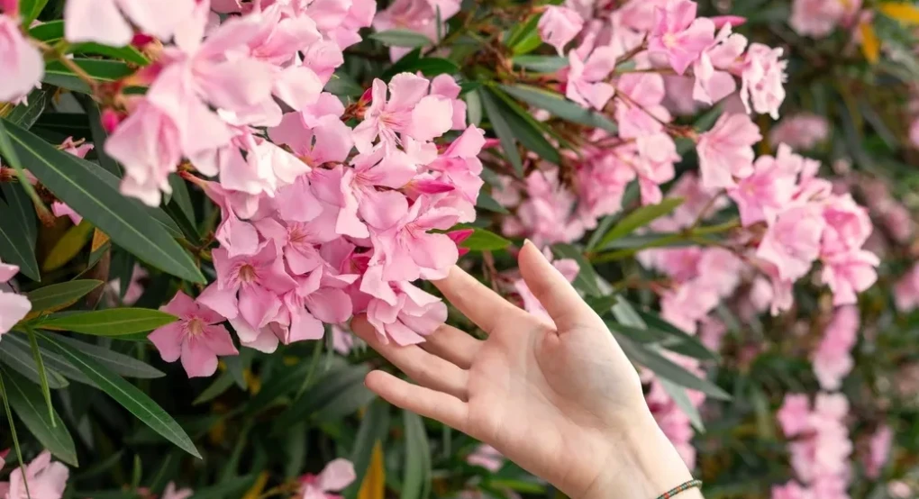 Το τοξικό φυτό που ο ΕΟΔΥ ζητά να ξεριζωθεί από τα σχολεία