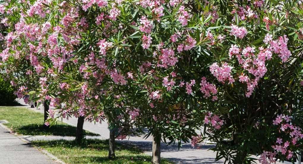 «Πόλεμος» για το ξήλωμα της πικροδάφνης από τα σχολεία