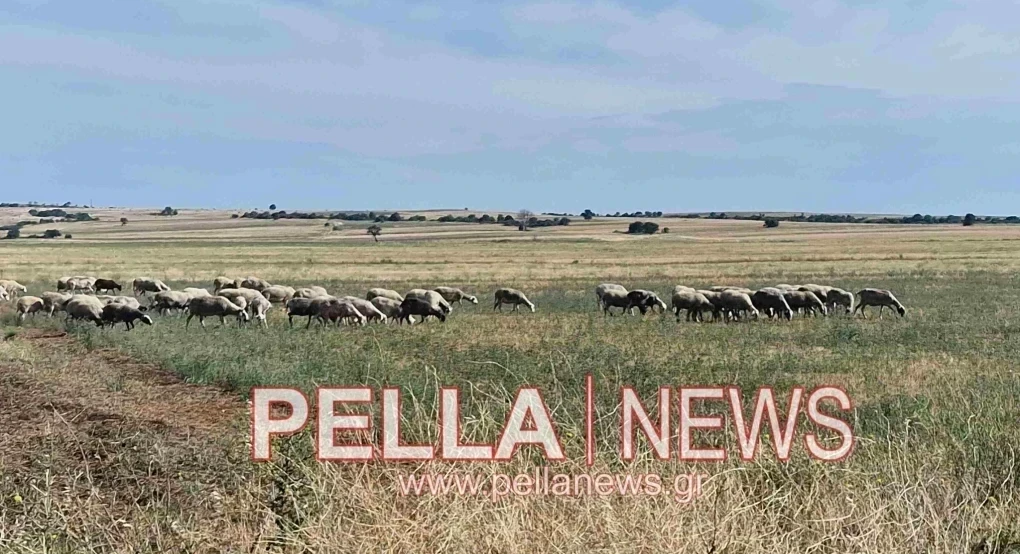 Ευλογιά προβάτων: Έχουν θανατωθεί 486.666 ζώα