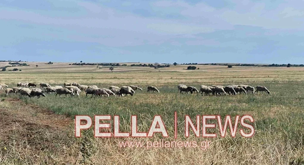 Κάλυψη λειτουργικών δαπανών κατά της ευλογιάς και του αφθώδους πυρετού σε όλες τις Περιφέρειες της χώρας