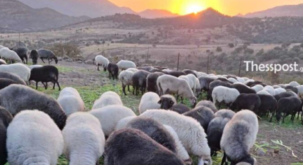 Αφθώδης πυρετός-Λέσβος: Σε απόγνωση οι κτηνοτρόφοι που έχασαν τα κοπάδια τους – «Ντρεπόμουν να κοιτάξω τα ζώα στα μάτια»