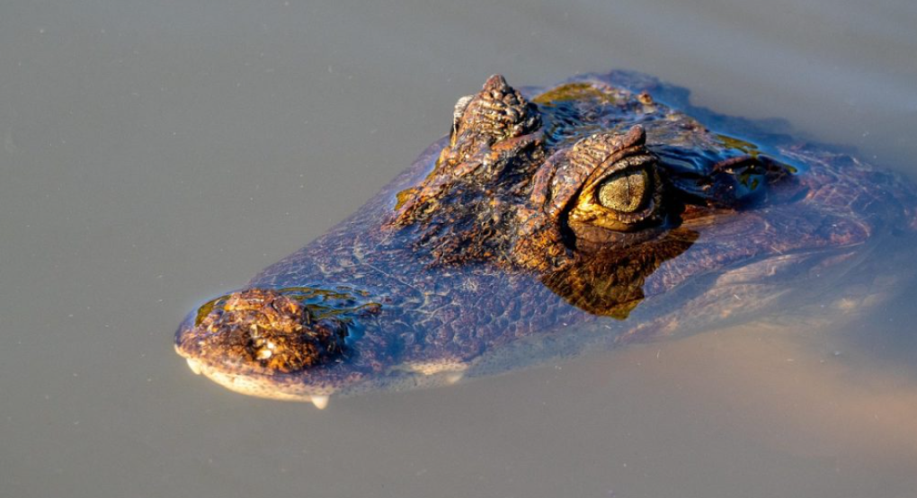 Σοκ στη Γαλλία: Νεκρός κροκόδειλος με αλυσίδες και βαρίδια εντοπίστηκε σε κανάλι