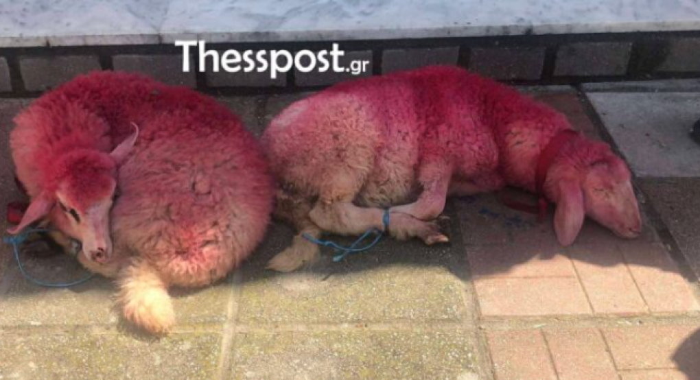 Εικόνες ντροπής στο Καλοχώρι: Έδεσαν αρνάκια και τα έβαψαν κόκκινα έξω από εκκλησία στο όνομα… εθίμου (ΦΩΤΟ+VIDEO)