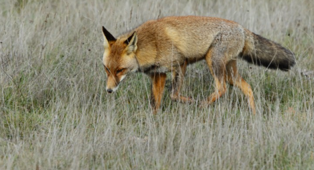 Έναρξη του εαρινού προγράμματος 2026 για τον αντιλυσσικό εμβολιασμό των ζώων της άγριας πανίδας