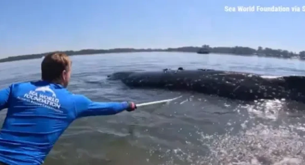 24ωρη επιχείρηση διάσωσης στην Αυστραλία: Φάλαινα 12 τόνων εγκλωβίστηκε σε ρηχά νερά