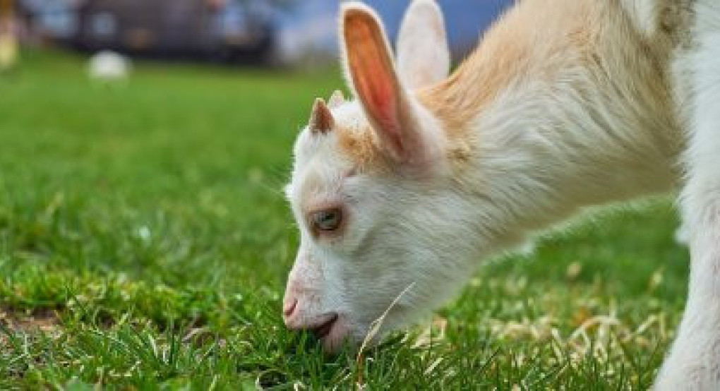 Πληρωμές εξισωτικών από την ΑΑΔΕ, συνολικού ύψους ποσού 19,8 εκατομμυρίων ευρώ σε 57.000 αγρότες
