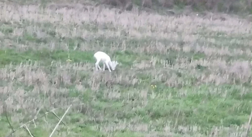 Ημαθία: Εμφανίστηκαν δύο αλμπίνο ζαρκάδια – “Σπάνιο φαινόμενο, δυστυχώς είναι εύκολος στόχος για θηρευτές” –Δείτε βίντεο