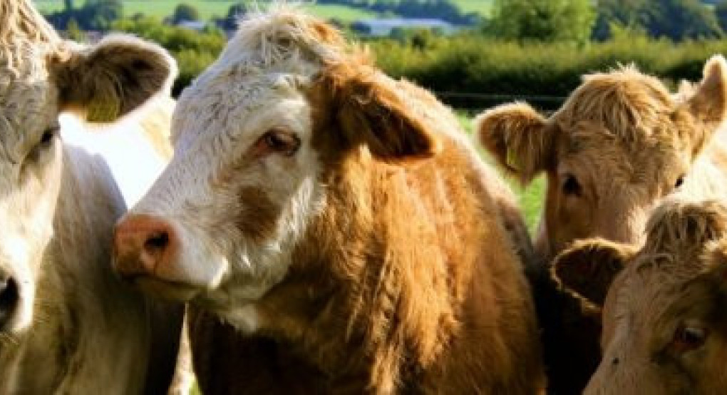 Καμπανάκι της Ομοσπονδίας Αγροτικών Συλλόγων Έβρου για πρόληψη αφθώδους πυρετού από Τουρκία