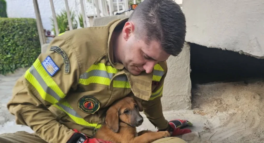 Σκύδρα - Κουτάβι έπεσε σε φρεάτιο και πυροσβέστες το απεγκλώβισαν