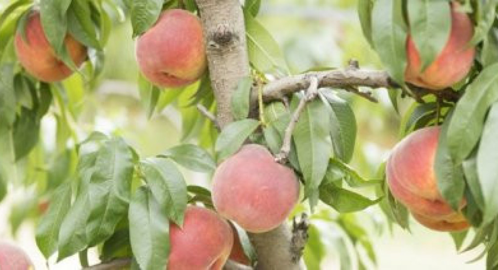 Με πρόσχημα την ποιότητα των βιομηχανικών ροδάκινων οι βιομηχανίες πιέζουν το αγροτικό εισόδημα