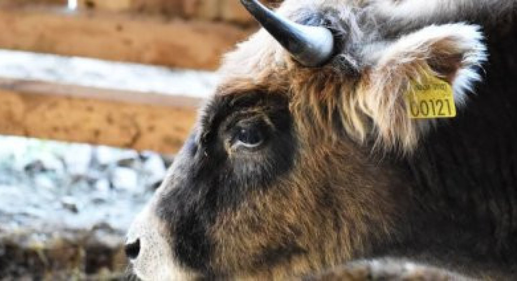 Καταβλήθηκαν 22,7 εκατ. ευρώ για αποζημιώσεις κτηνοτρόφων λόγω ευλογιάς και αφθώδους πυρετού