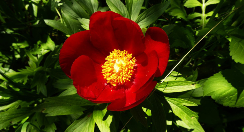 Ριζάρι Έδεσσας -«Περίπατος στο λιβάδι με τις παιώνιες»