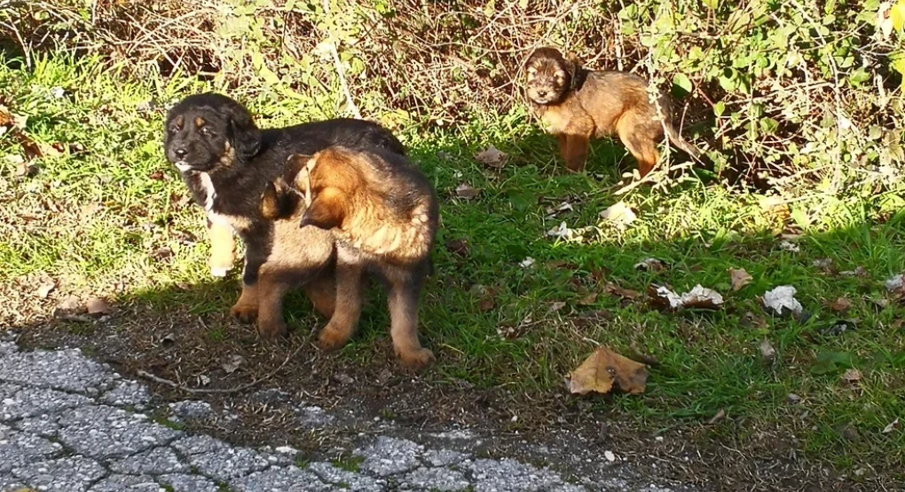 Υπογράφηκε έργο ύψους 3,5 εκατ. ευρώ για το διαδημοτικό καταφύγιο αδέσποτων ζώων στην Καρδίτσα