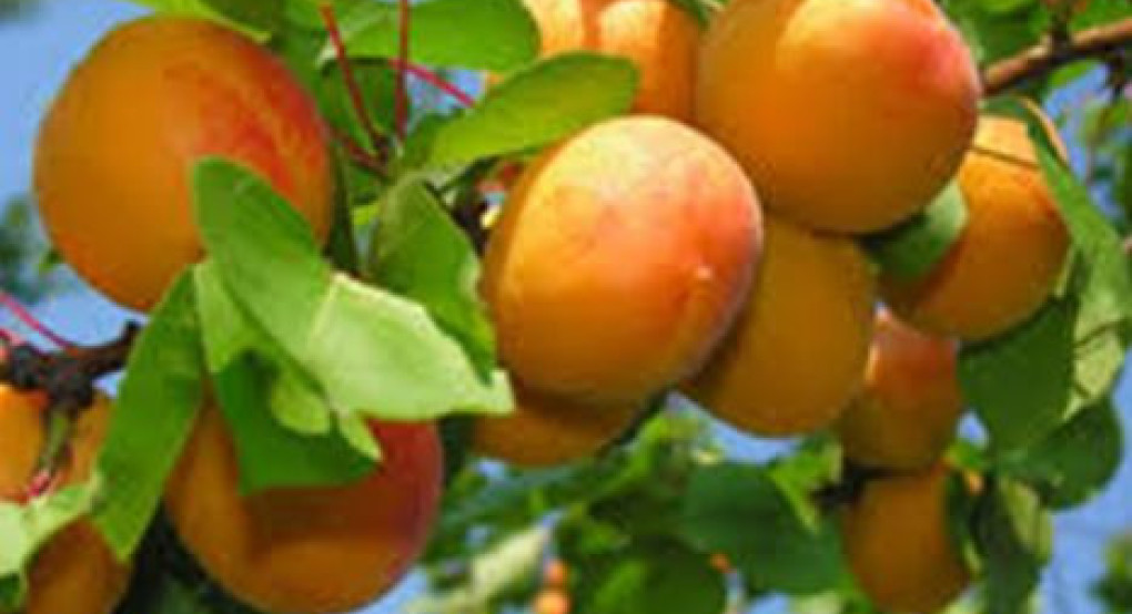 Περιφερειακή Ενότητα Πέλλας - Δήμος Σκύδρας- Ημερίδα : «Η καλλιέργεια της Βερικοκιάς στην Περιφερειακή Ενότητα Πέλλας »