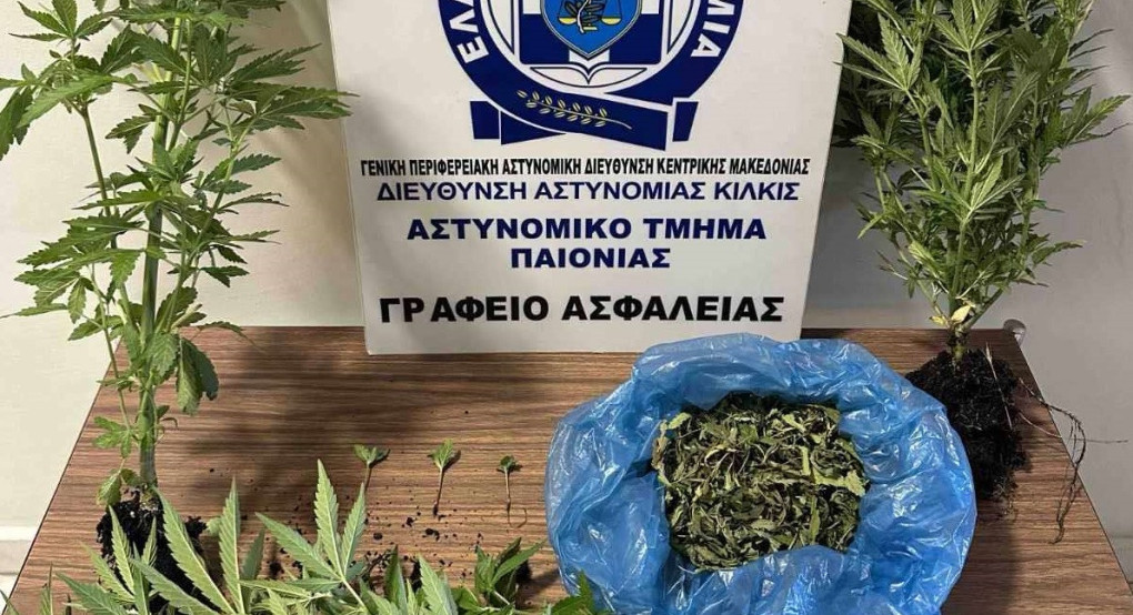 Σύλληψη για καλλιέργεια δενδρυλλίων κάνναβης