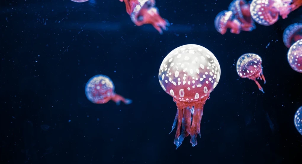 Γιατί ο Ευβοϊκός γέμισε με μωβ και καφέ μέδουσες – Τι λένε οι ειδικοί