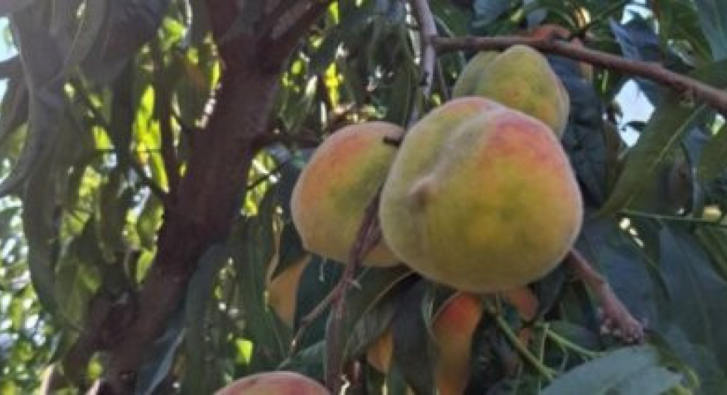 Την Δευτέρα στο ΥΠΑΑΤ οι δενδροκαλλιεργητές για τα σοβαρά προβλήματα που αντιμετωπίζουν
