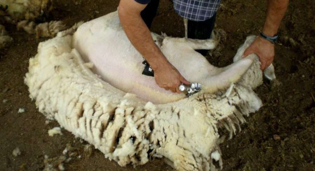 Ανακοίνωση της Διεύθυνσης Κτηνιατρικής της ΠΚΜ για τα μέτρα βιοασφάλειας στη διαδικασία της κουράς προβάτων και αιγών