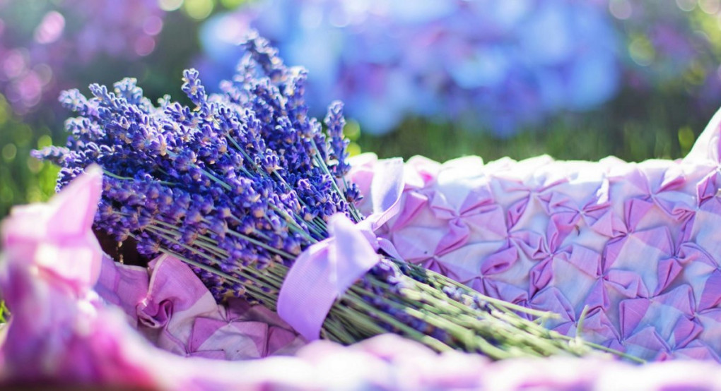 Τα 5 απαραίτητα φυτά για να απομακρύνετε τους σκόρους από το σπίτι σας