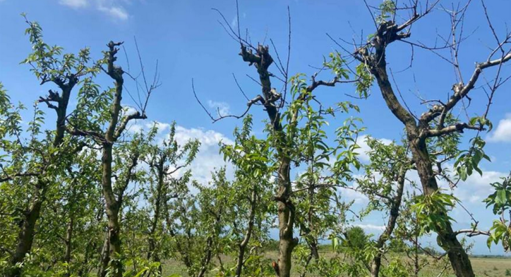 Απόγνωση σε Ημαθία και Πέλλα: Παραμορφώνονται οι καρποί και ξεραίνονται τα δέντρα