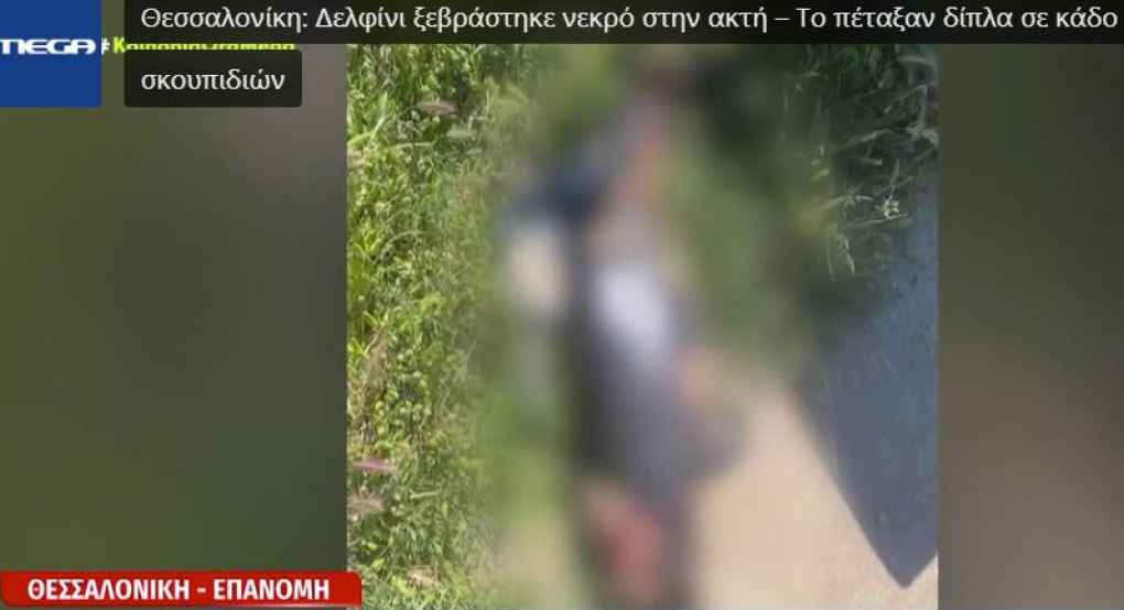 Θεσσαλονίκη: Δελφίνι ξεβράστηκε νεκρό στην ακτή – Το πέταξαν δίπλα σε κάδο σκουπιδιών