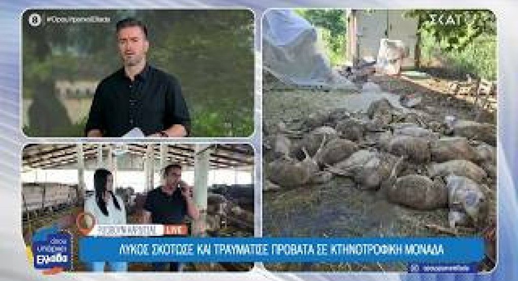 Καρδίτσα: Λύκοι «σκορπούν» τον φόβο στο Ριζοβούνι – Επιθέσεις σε κοπάδια και αυλές κατοικιών