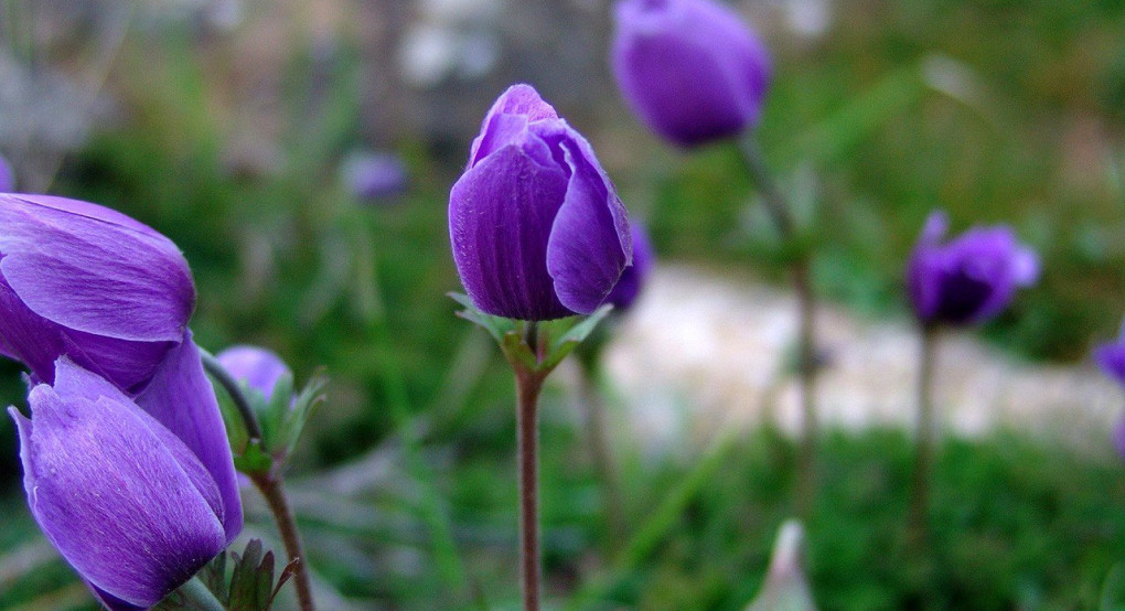 Πείτε τους χρόνια πολλά...