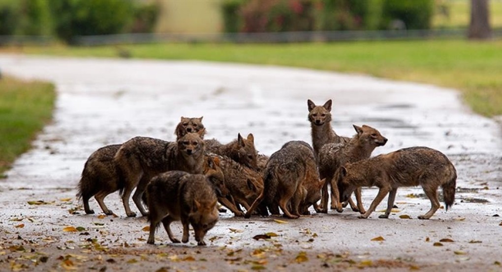 Ισραήλ: τσακάλια κατέλαβαν πάρκο που ερήμωσε λόγω κορωνοϊού