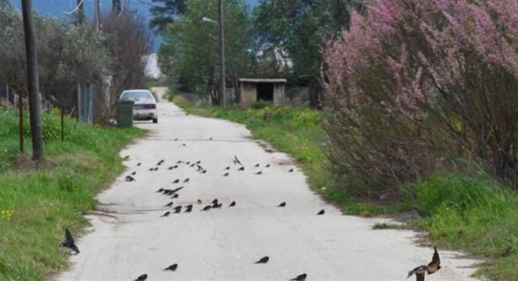 Νεκρά ή εξαντλημένα χελιδόνια σε διάφορες περιοχές της χώρας