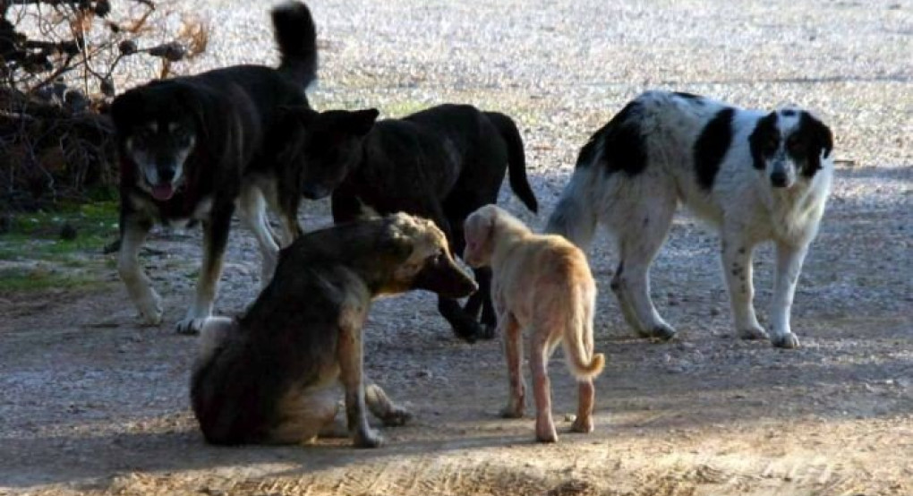Το είδαμε κι αυτό: Επίθεση πολιτών σε βάρος δημοτικών υπαλλήλων που επιχειρούν να περισυλλέξουν αδέσποτα 