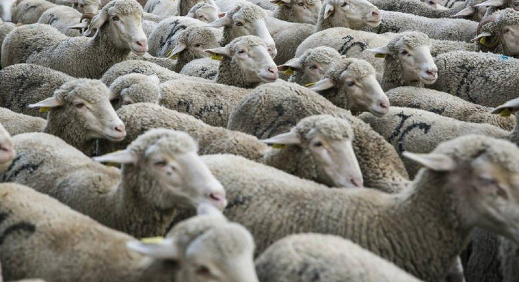 Το τμήμα κτηνιατρικής Πέλλας ενημερώνει ενημερώνει τους κτηνοτρόφους Φούστανης