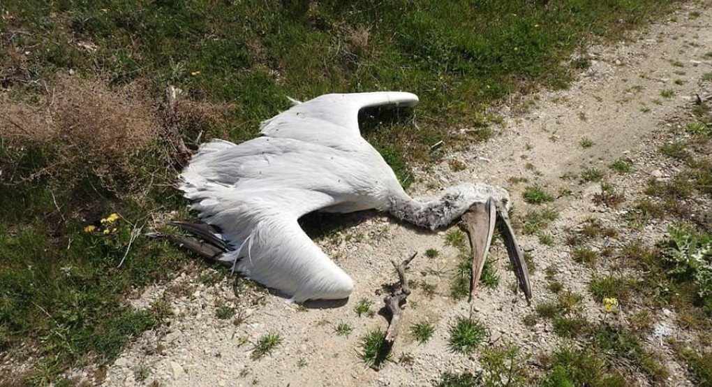 Σύλλογος Προστασίας Βεγορίτιδας: Κάψε και καταπάτησε ελεύθερα!  Μπορείς!