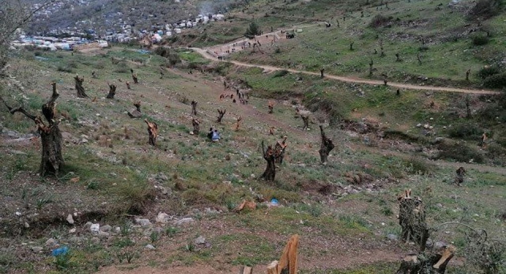 Κρανίου τόπος- Αποκαρδιωτικές εικόνες- Πάνω από 5000 ελαιόδεντρα έχουν ξεριζωθεί στην Μορια