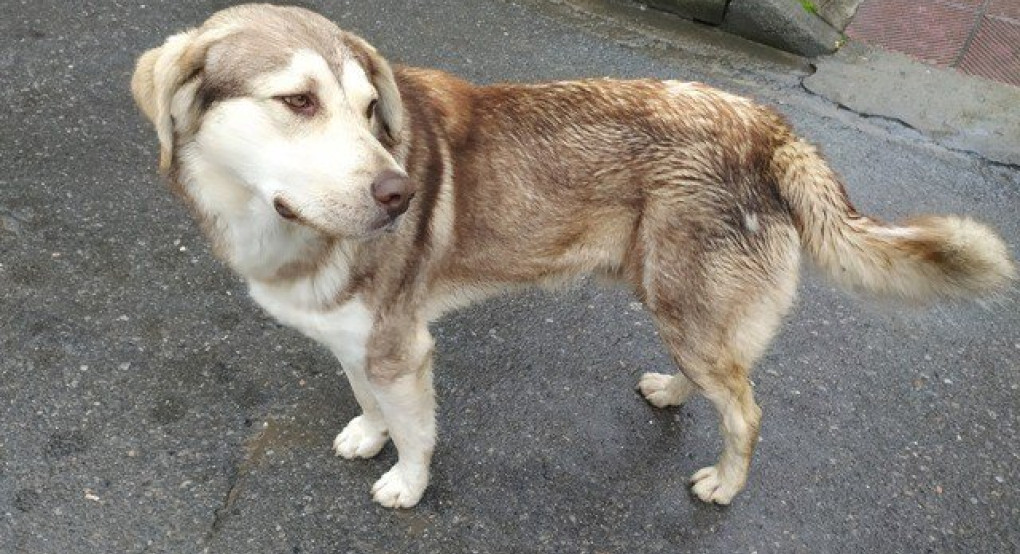 Έχασε κανείς αυτόν τον...μπουμπούκο;