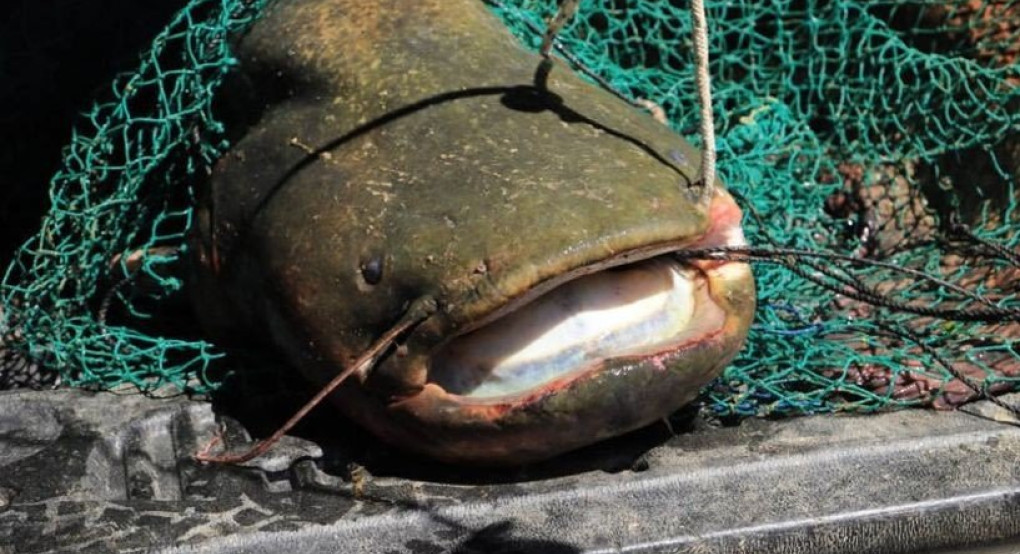 Βελβεντό Κοζάνης: Ψάρεψαν γουλιανό... 127 κιλών στη λίμνη Πολυφύτου!