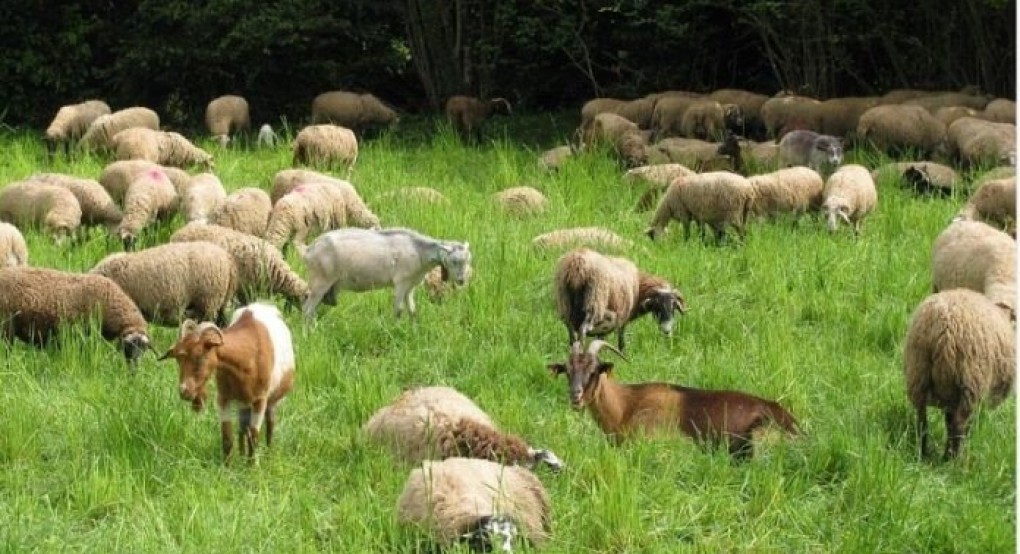 Να ενταχθεί ο κτηνοτροφικός κλάδος στους ΚΑΔ, ζητά ο Σύνδεσμος Ελληνικής Κτηνοτροφίας