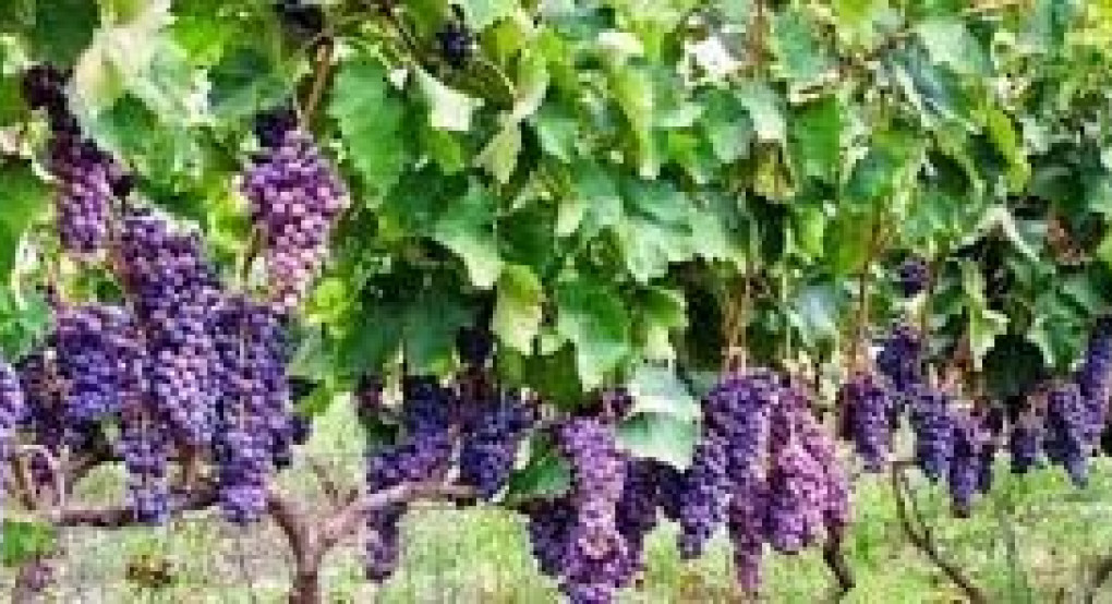 Υποβολή αιτήσεων για νέες αμπελοφυτεύσεις για το έτος 2020, μέσω των ψηφιακών εφαρμογών του ΥΠΑΑΤ