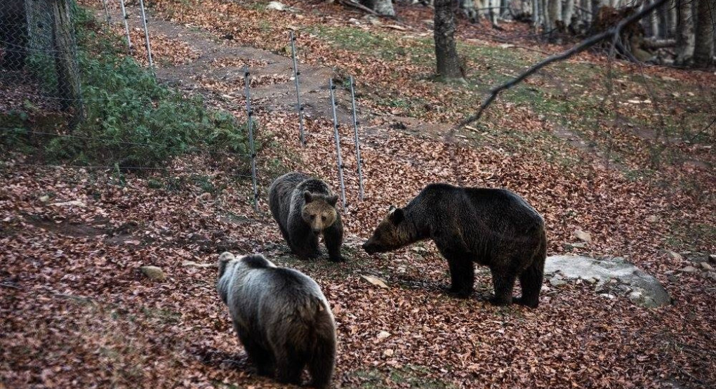 Έδεσσα: Εμφάνιση αρκούδων-Προξένησαν ζημιές σε κυψέλες 