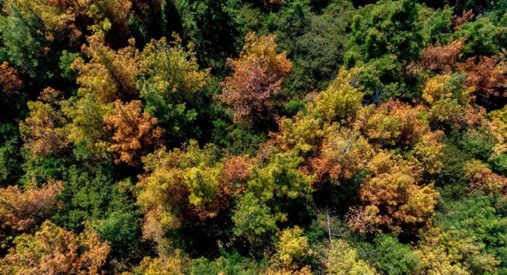 «Κρύφτηκε» στο δάσος για να σωθεί από την πανδημία - Πέθανε από δηλητηριώδες φυτό
