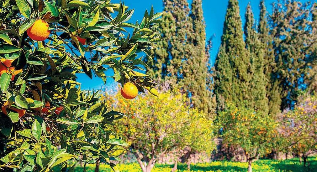 Ανάρπαστα τα ελληνικά πορτοκάλια εξαιτίας της πανδημίας
