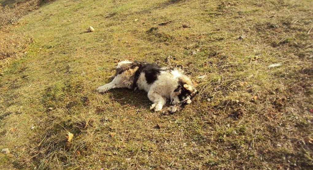 Περίεργο περιστατικό στην Κωνσταντία Αλμωπίας: δηλητηριάστηκαν τσομπανόσκυλα σε κτηνοτροφικές μονάδες