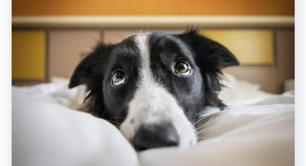 Μην πλένετε τα κατοικίδια με χλωρίνη και αντισηπτικά 