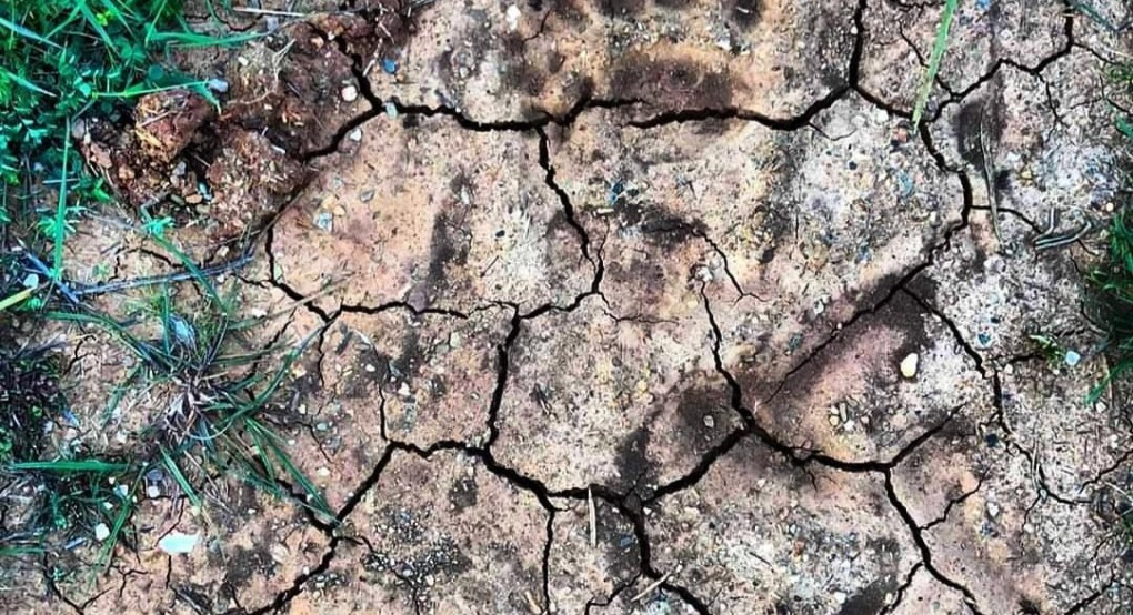 Απίστευτο: Βήματα αρκούδας στα Σεβαστιανα Σκύδρας 