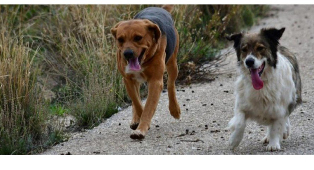 Επιχορήγηση Δήμων για τροφή και φάρμακα αδέσποτα 