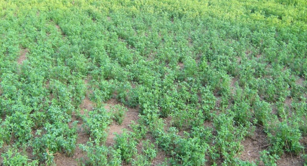 Αγρότες: Ξυστά θα περάσει η παγωνιά, έρχονται νοτιάδες σε Πέλλα-Ημαθία