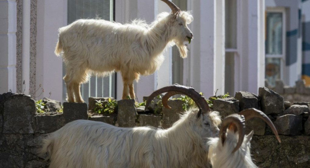 Γέμισαν... αγριοκάτσικα οι δρόμοι της Ουαλίας - Οι κάτοικοι βρίσκονται σε... καραντίνα