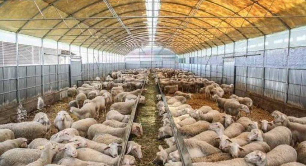 Κορωνοϊός: τεράστιο πλήγμα στην κτηνοτροφία-τι λέει ο πρόεδρος του ΑΚΚΕΛ