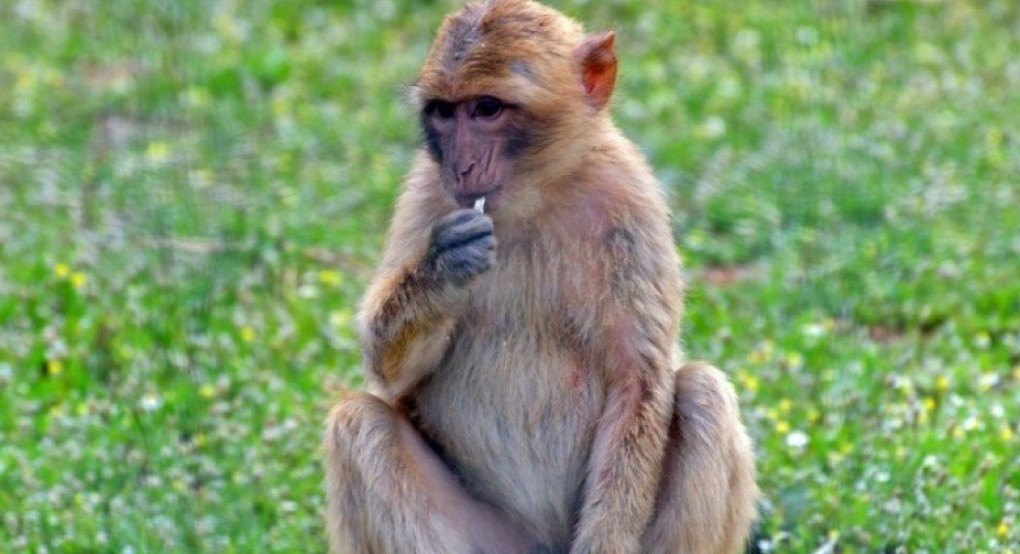 Μαϊμούδες «ναυτικοί» είχαν διασχίσει τον Ατλαντικό πριν από 34 εκατ. χρόνια  